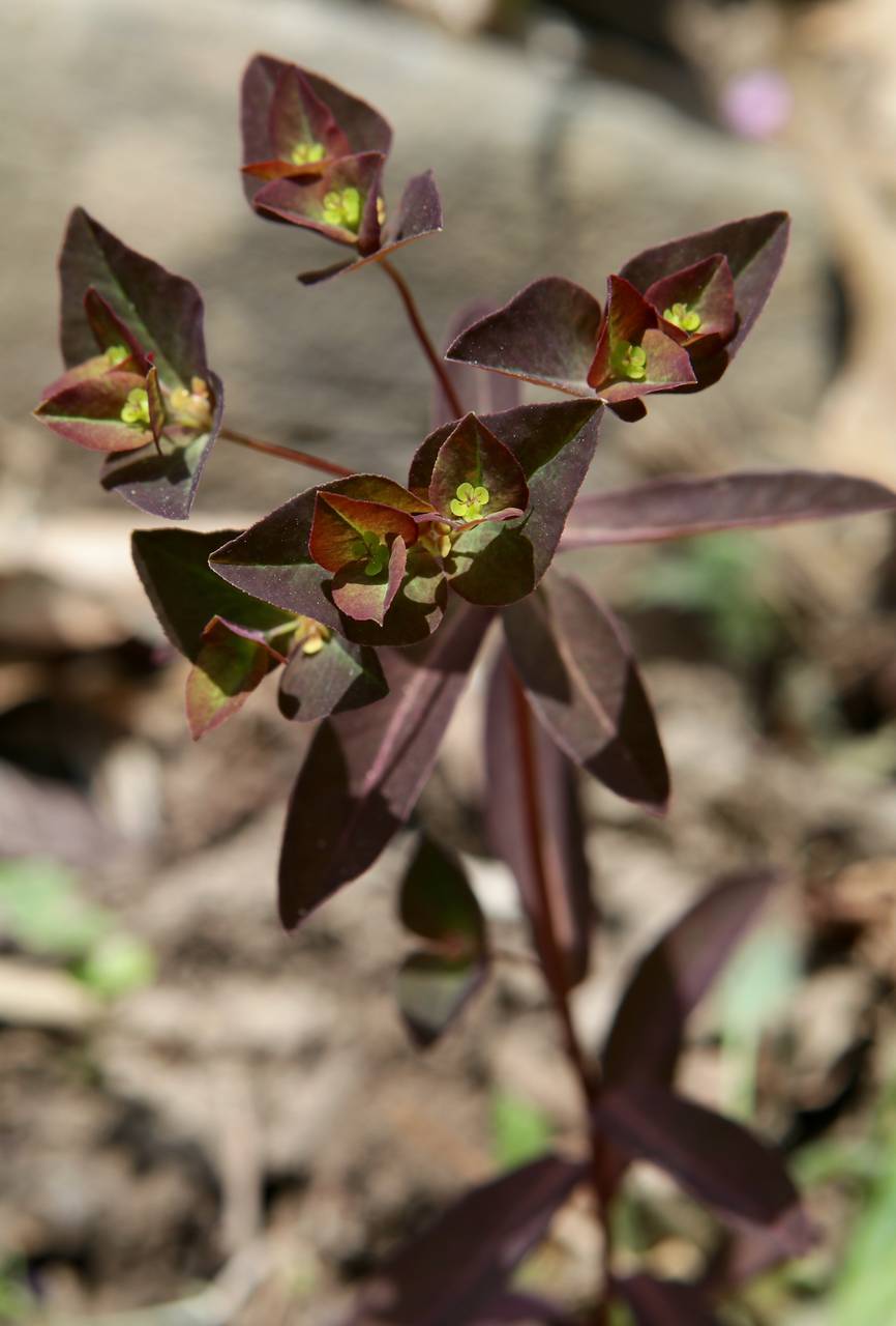 Photo of Chameleon Spurge